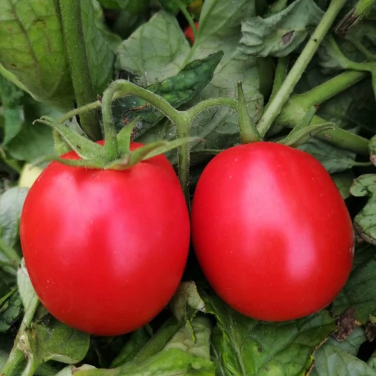 консервированная томатная паста 800г в банке для Российсого рынка