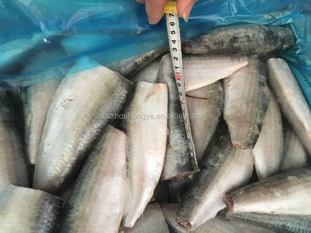 
frozen sardine HGT sardinella longiceps for canning and market 