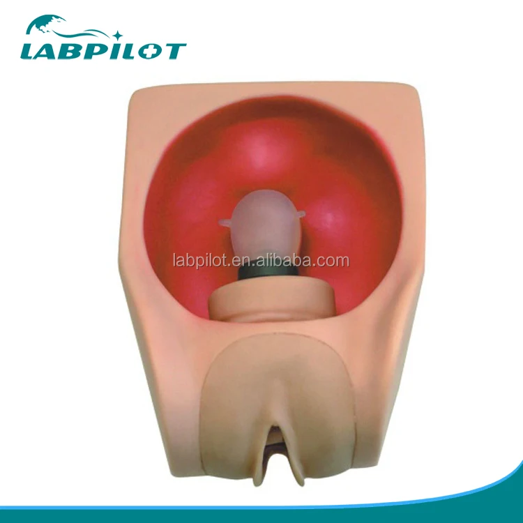 Female Contraception Practice Model with Vivid Uterus, Fallopian tubes and Vagina