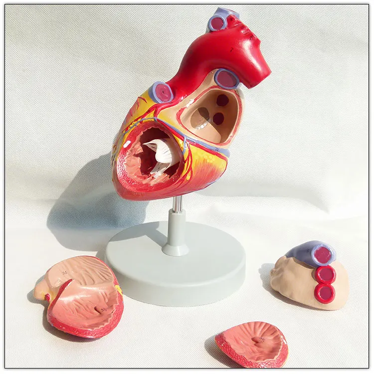 Модель анатомического человеческого сердца Visceral, модель 2 раза в натуральную величину, 3 части, модель образовательного органа сердца