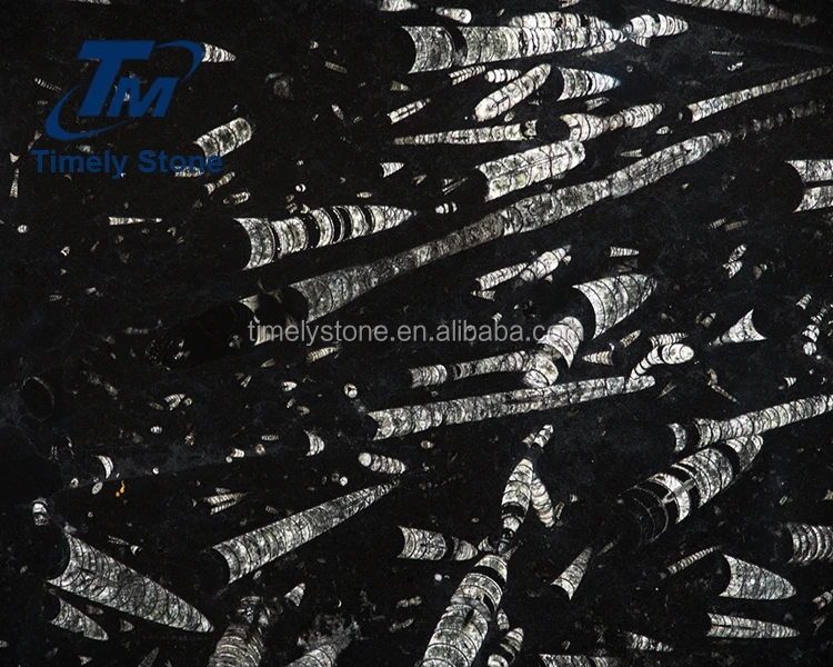 
Morocco marble rare slab black fossil marble wall 
