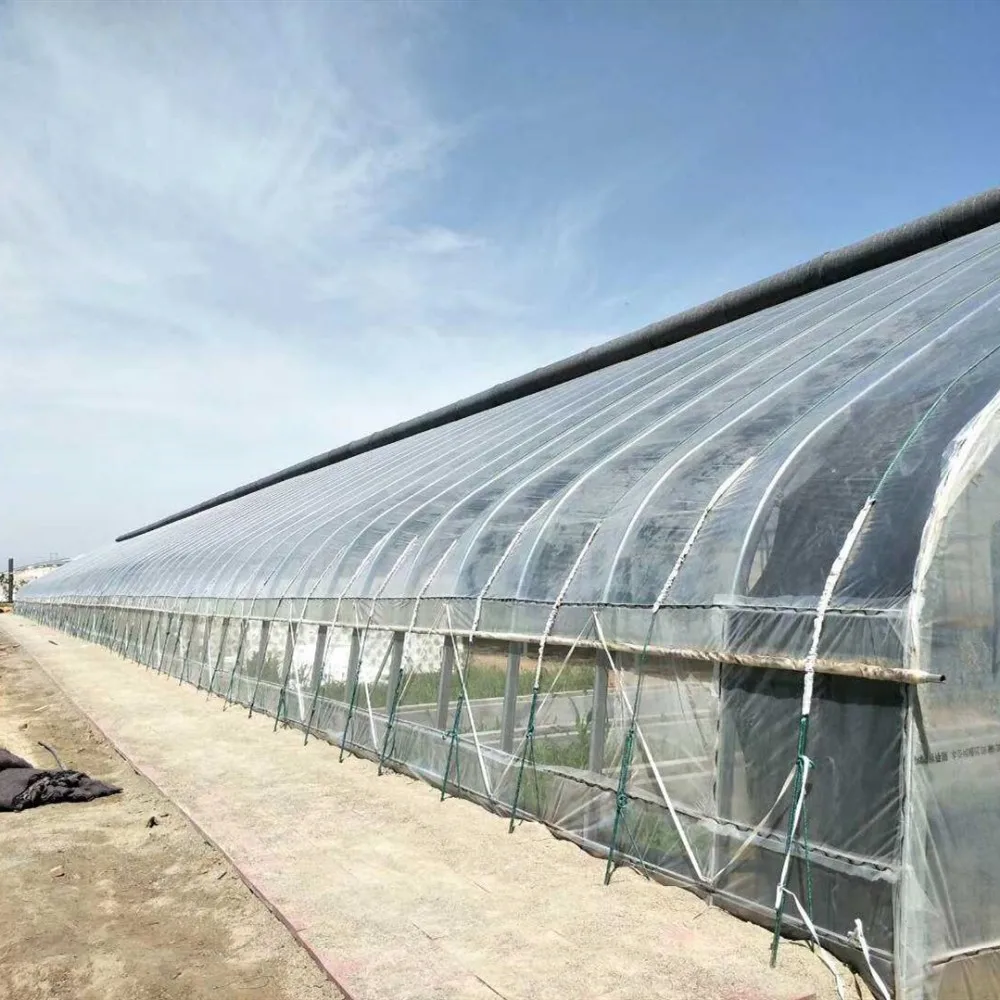 Greenhouse From Holland Type Plastic Film Single-Span Solar Greenhouse Grown Throughout the Year