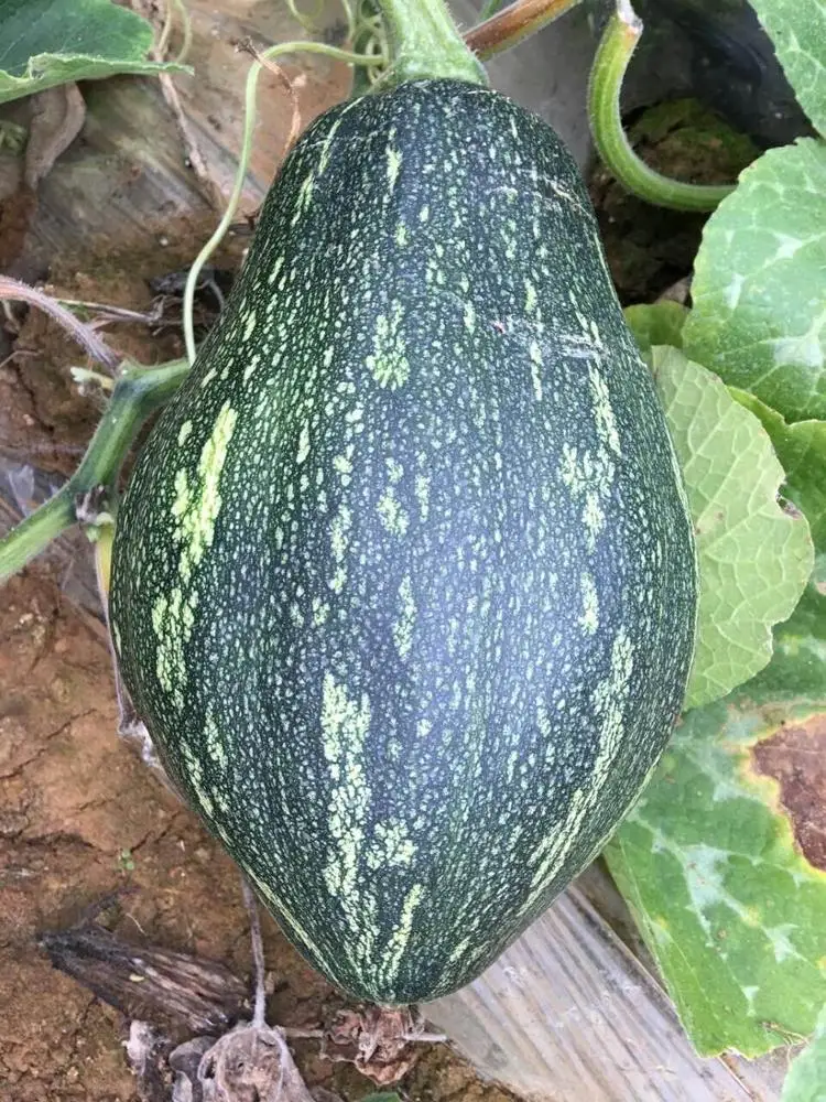 
Thailand kernels favor pumpkin seeds hybrid F1 