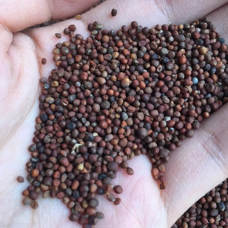 2021 семян органических детских овощей, семена брокколи для посадки