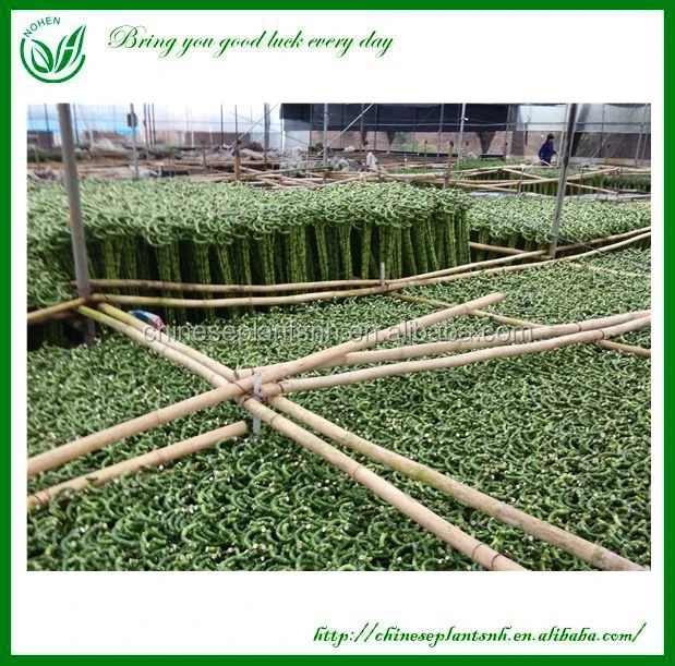 
Dracaena Lucky Bamboo Wholesale 