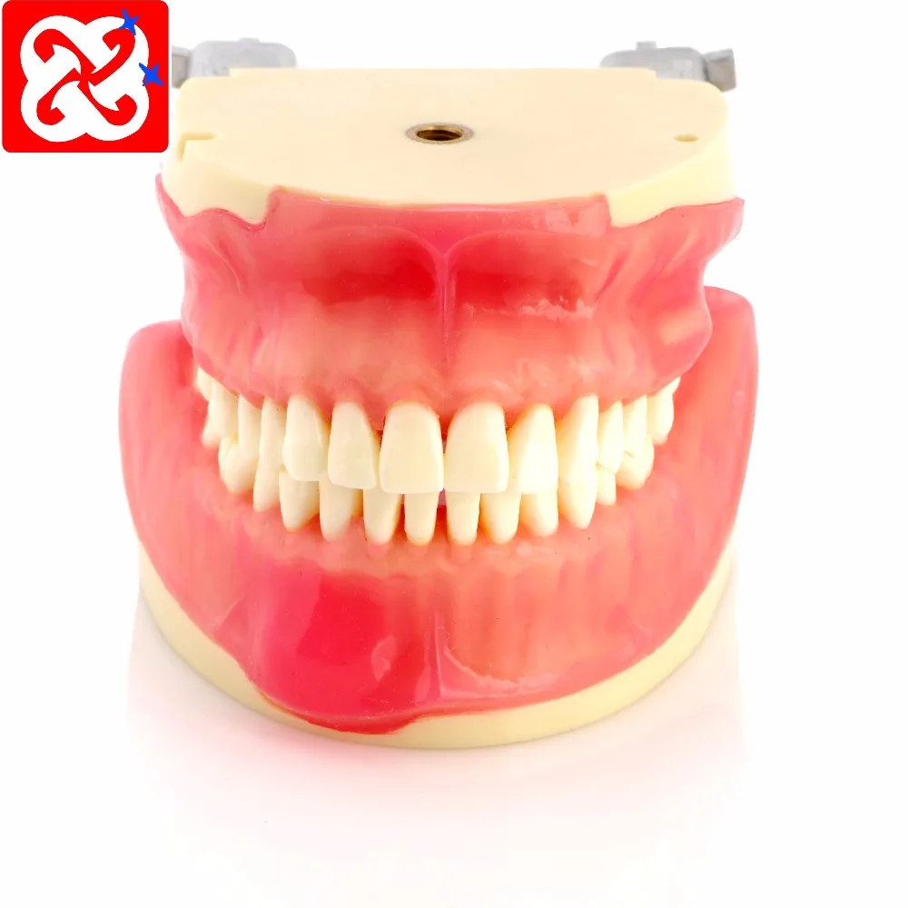 Comprehensive exercise demtal model for oval surgery can training abscess incision,bone torus and tooth extraction
