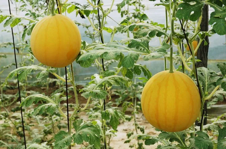 
Golden Queen golden rind and red flesh hybrid watermelon seeds 