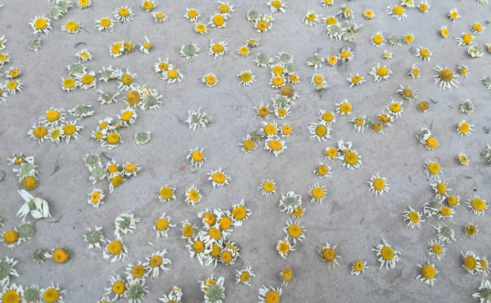 Сушеные из чистого кашемира высокое качество сырья Chamaemelum nobile цветы ромашки