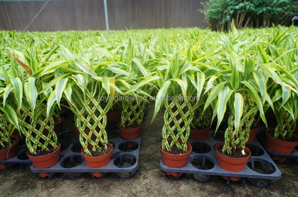 
Lucky bamboo ( Dracaena Sanderiana) cage shape 