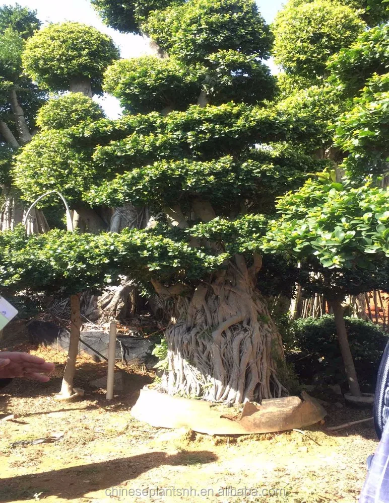 Большой размер фикус микрокарпа, бонсай деревья Ландшафтные растения