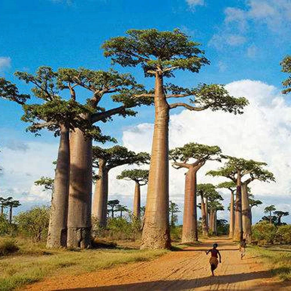 2021, семена Adansonia digitata, семена Baobab для деревьев облесения