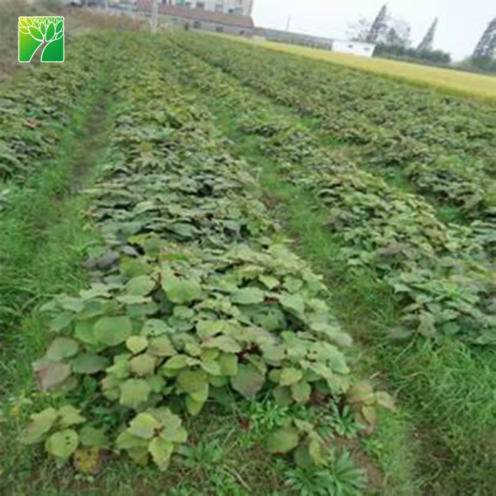 
Frequent watering requirements actinidia chinensis sapling kiwi fruit plant seedlings from China 