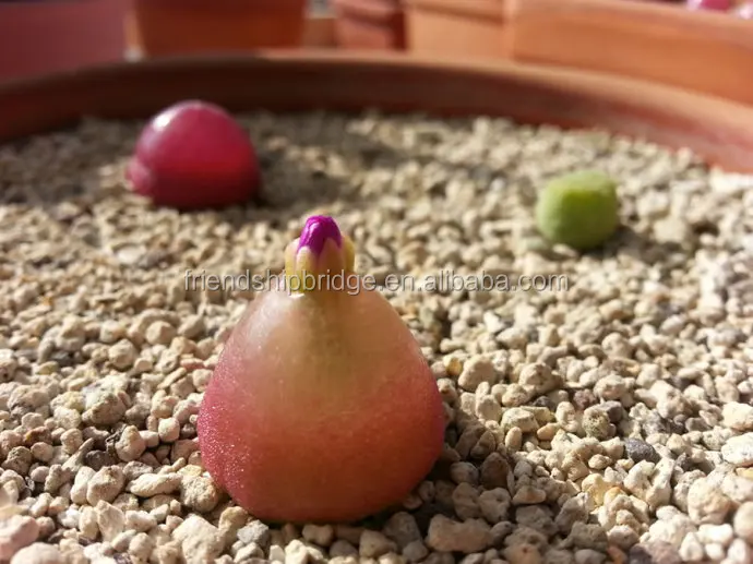 Mini size beautiful Conophytum burgeri succulent bonsai for sale