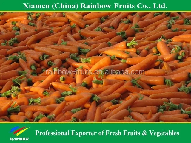 Свежая китайская красная морковка в 2016