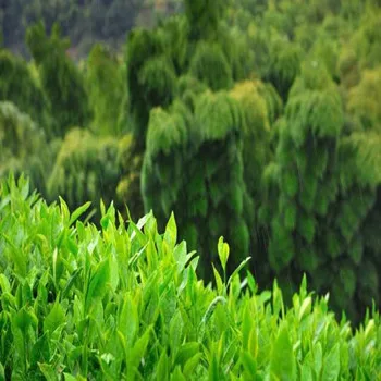 Бесплатный образец 10 Топ Китайский Лучший Зеленый чай Органический дикий Аньхой чистый натуральный Huangshan Maofeng зеленый