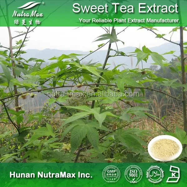 Factory Direct Supply Sweet Tea Extract 70% Rubusoside, 20% Polyphenols UV
