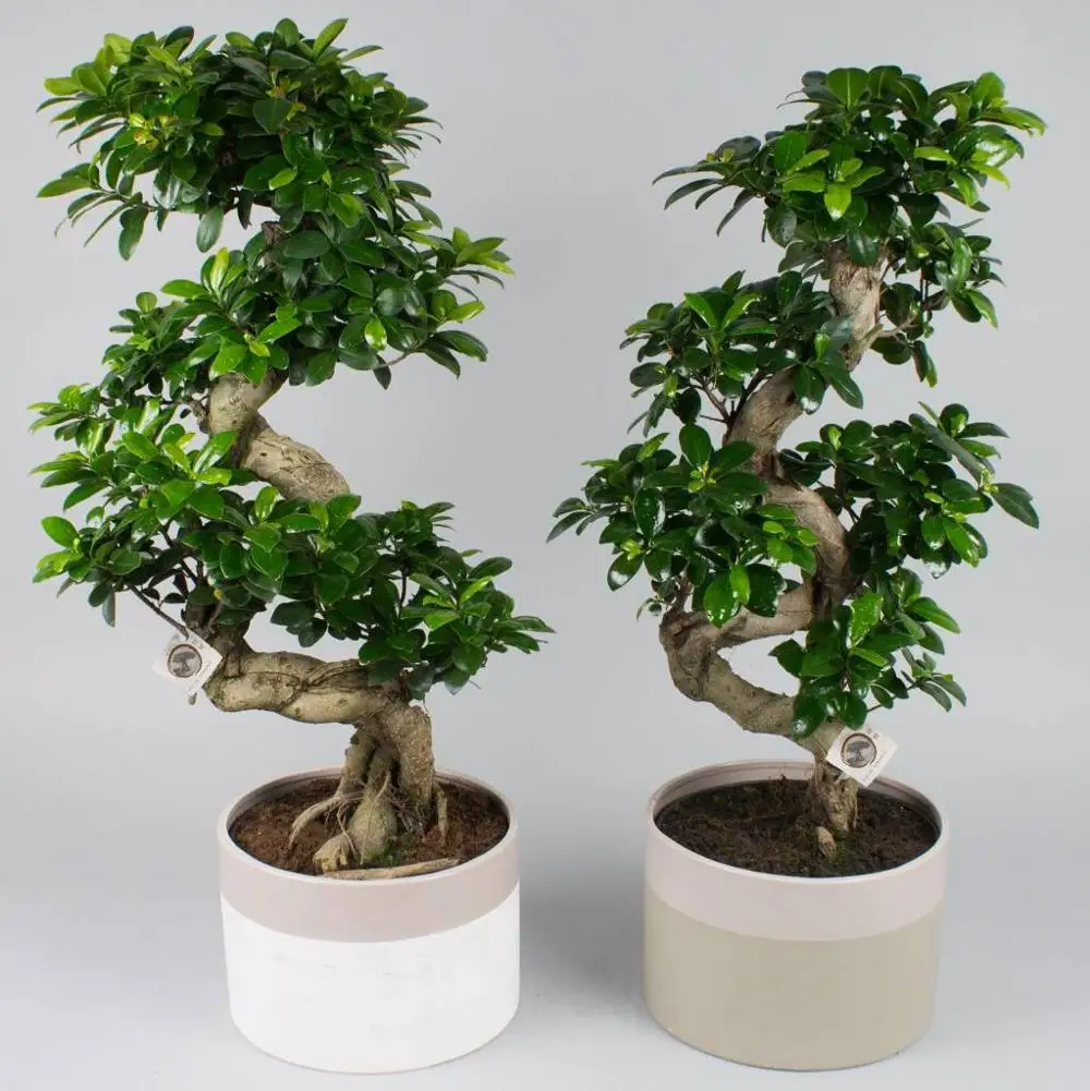 Nice shape Ficus microcarpa S shape H50cm