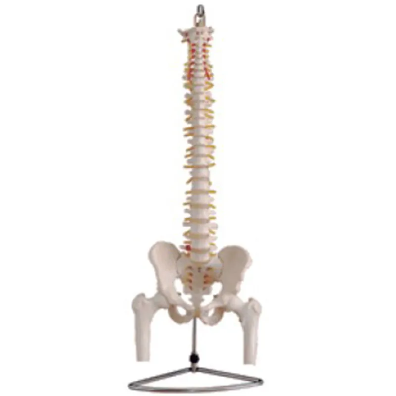 BIX-A1020 Life size vertebral column with pelvic half leg bone skeleton anatomical model