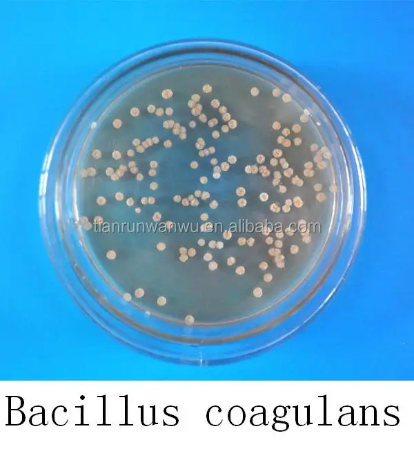 Коагуланы bacillus, формирующие молочную кислоту
