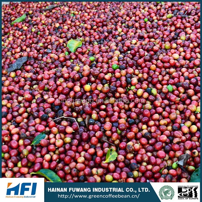 
100% Natural price of raw coffee beans 