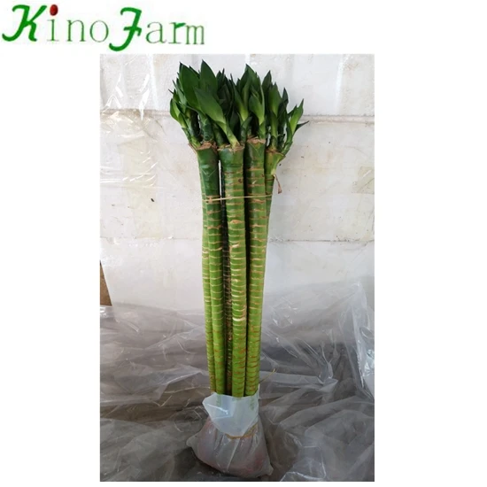 Lotus Lucky Bamboo