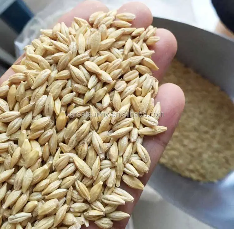 Barley germination for barley seeds used  animal feed for cattle and sheep for Barley grwoing sprout