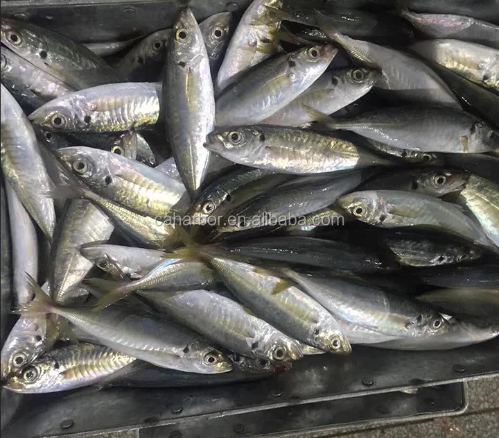 Chinese export frozen horse mackerel jurel fish around global