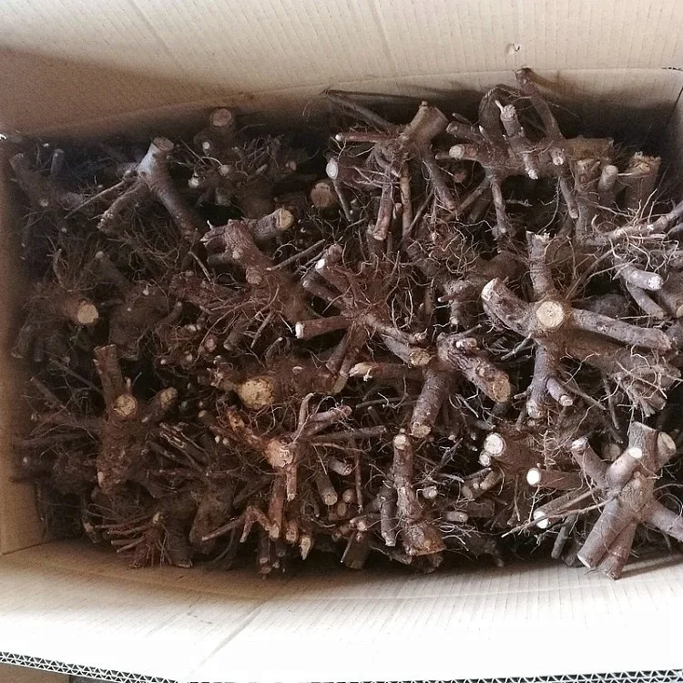  Китай холодностойкое быстрорастущее молодое дерево paulownia 9501 для древесины