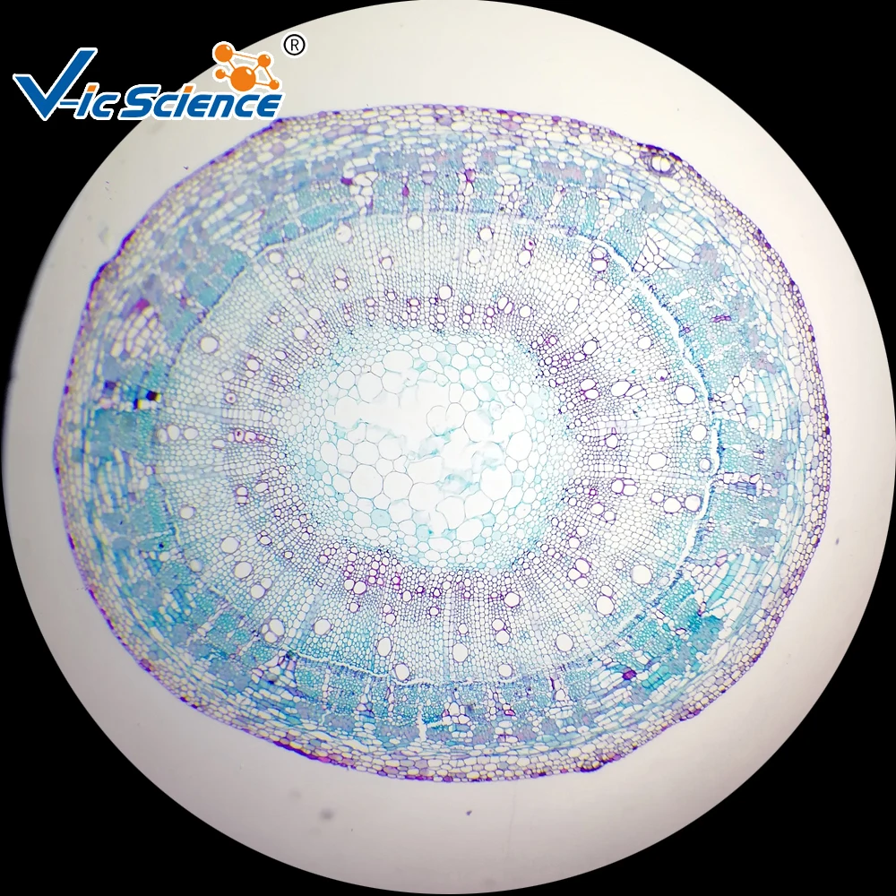 Microslide Zea mays, Stem, t.s. Botany microscope prepared slides