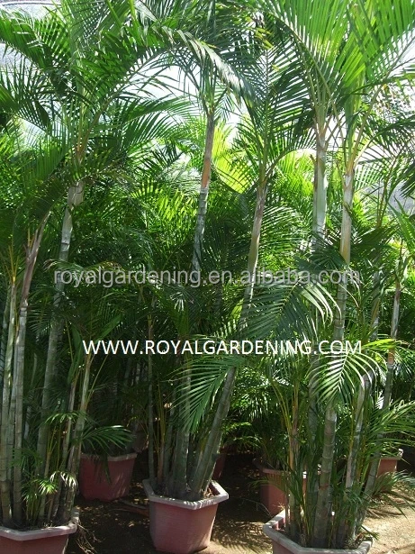 
Areca palm (Chrysalidocarpus lutescens) Yellow Butterfly Palm 