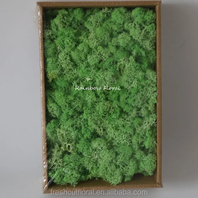 A grade preserved Moss china pure moss wholesale from Kunming