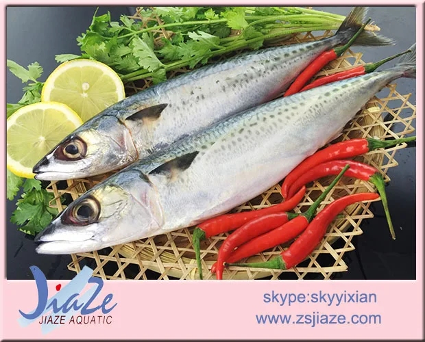 
Frozen Mackerel Fish W/R Pacific Mackerel Scomber Japonicu 