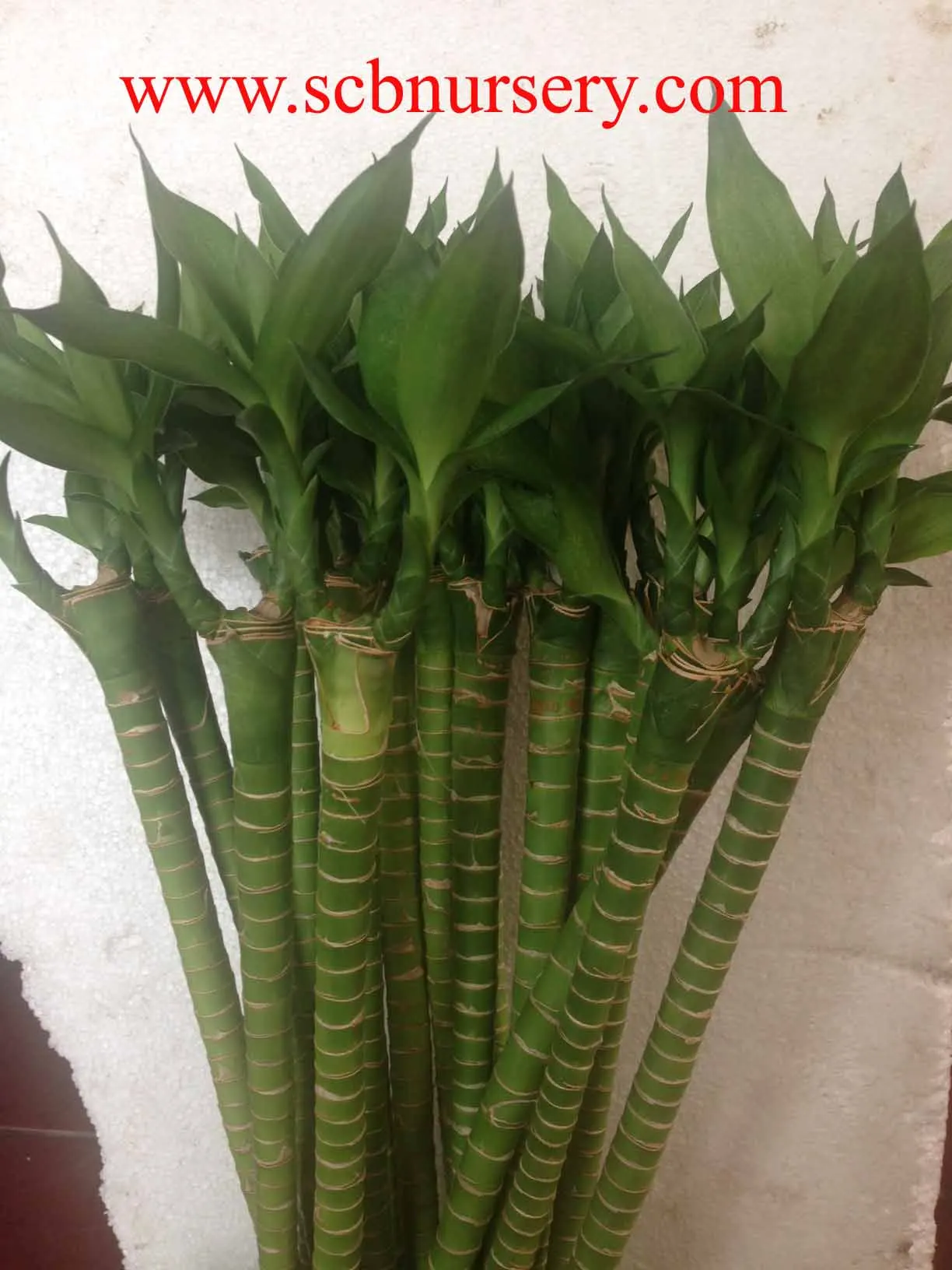 
Lucky bamboo Dracaena Sanderiana Lotus bamboo 