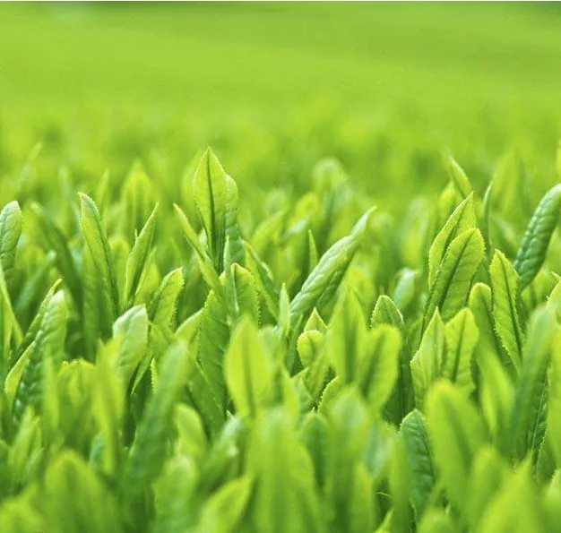 
ceremonial matcha powder AAAAA grade/matcha green tea powder /matcha tea powder food grade 