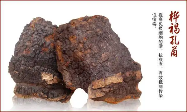  Chaga грибной; Чага; Питательный Betula