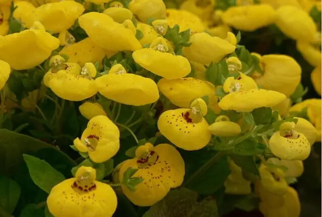 Гибридные F1 калцеолария семена цветов для посадки