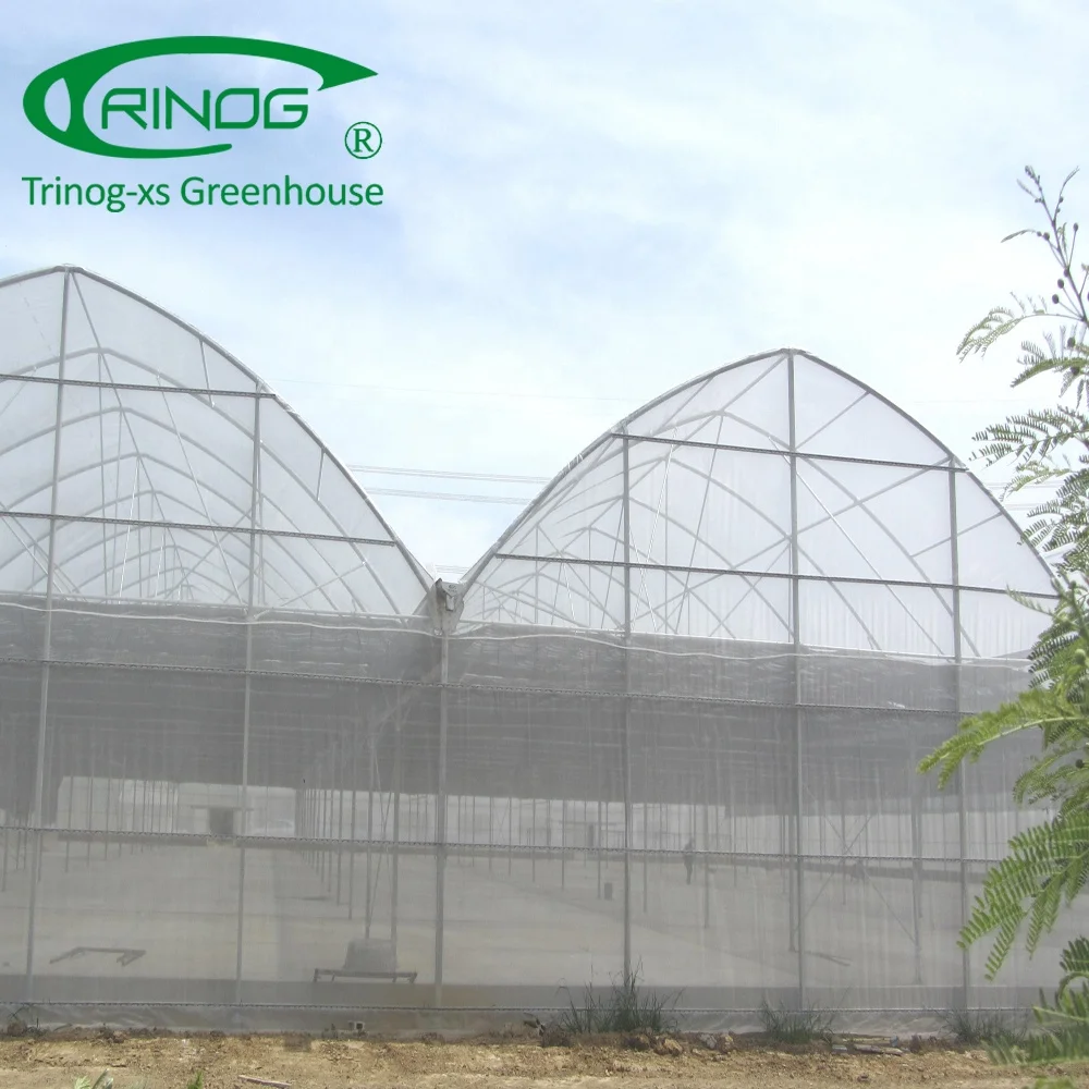 Trinog Greenhouse high tech trellis system Cantaloupe grow bag hydroponics system in plastic greenhouse