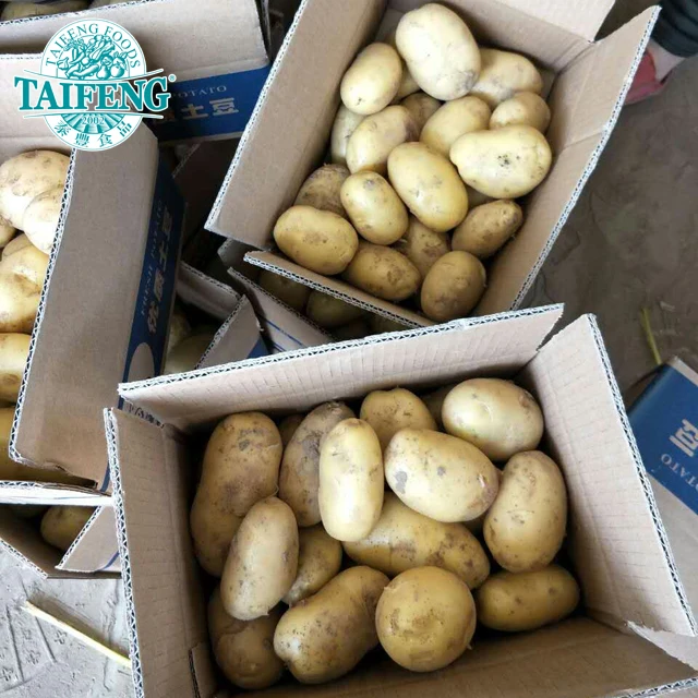 Big size fresh potatoes wholesale