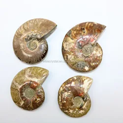 Wholesale natural Rainbow Ammonite Conch Fossils