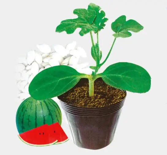 
Семена ротштока для арбуза и дыни 