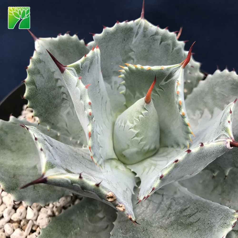 Лидер продаж, многолетние живые суккуленты Agave картофеля