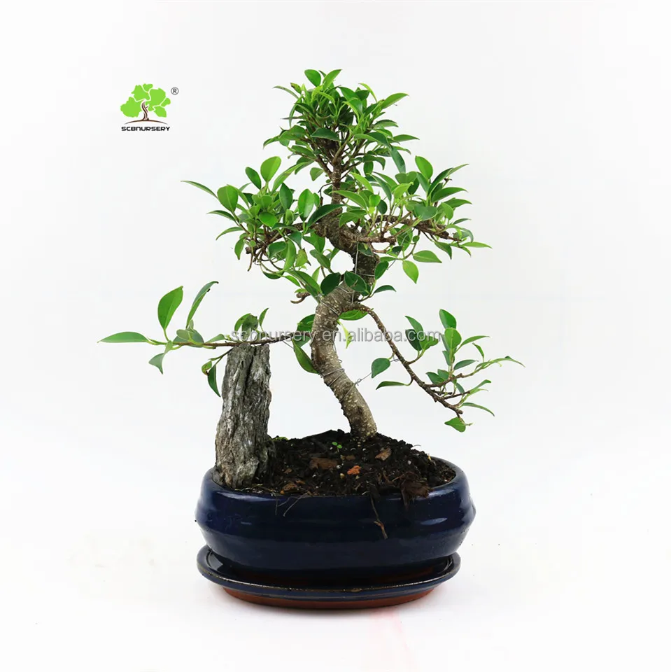 
Ficus 20cm S shape rock indoor ourdoor bonsai nursery green plant 
