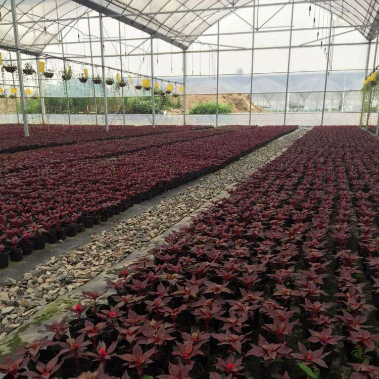 
low cost tomato greenhouse plastic film roll for agriculture 