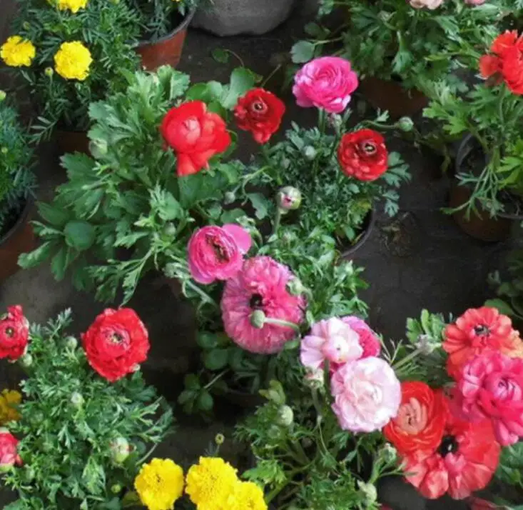 Hua mao gen natural roots Ranunculus asiaticus bulbs for planting