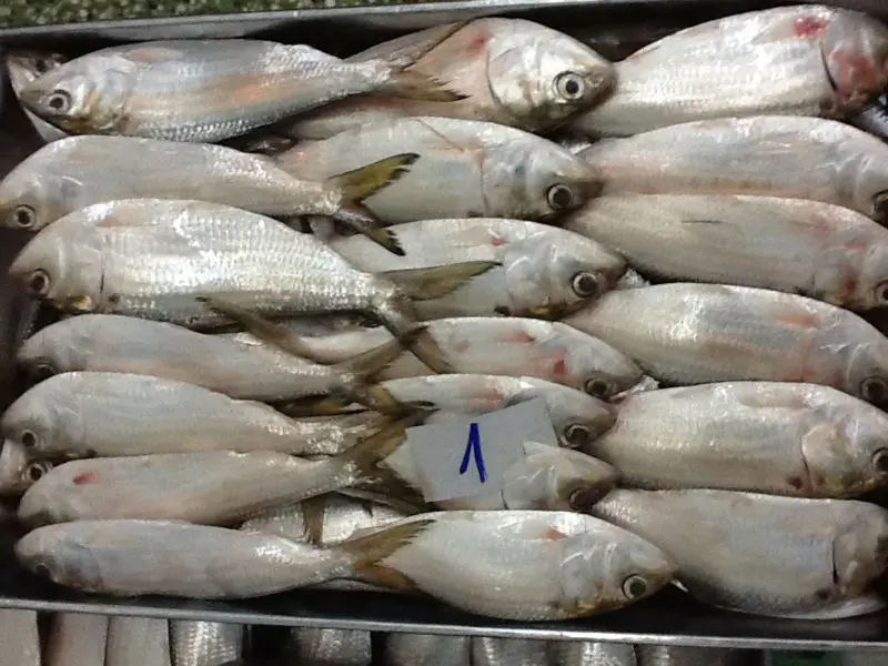 
Свежая замороженная рыба сардины из Эло морепродуктов 