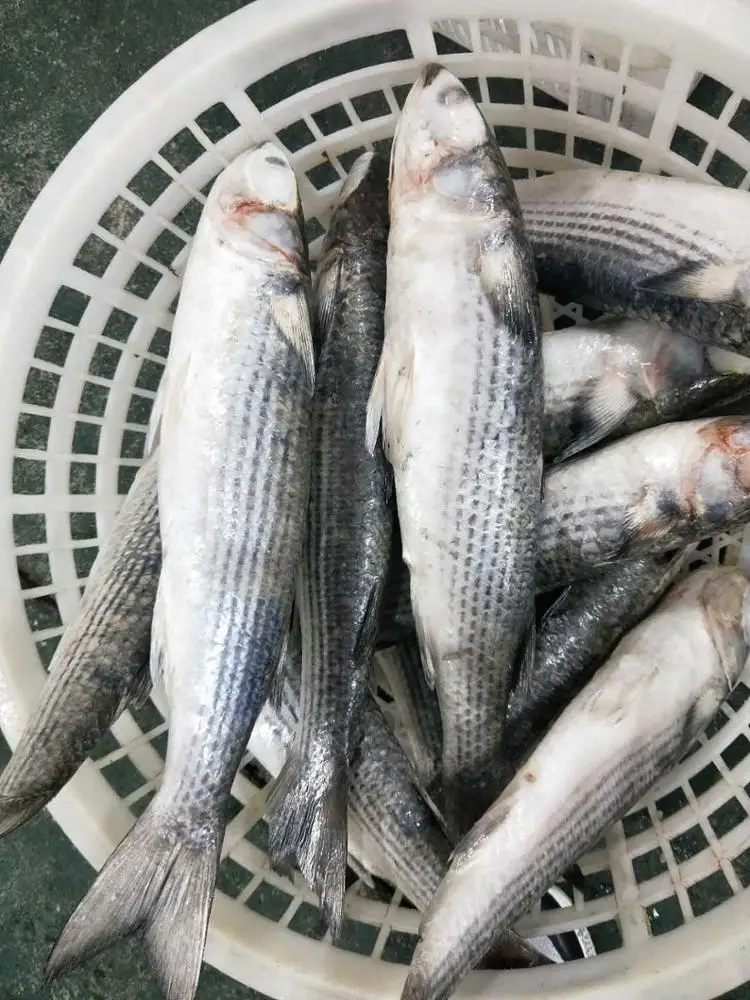 
Frozen Grey Mullet fish IQF 800-1000g 