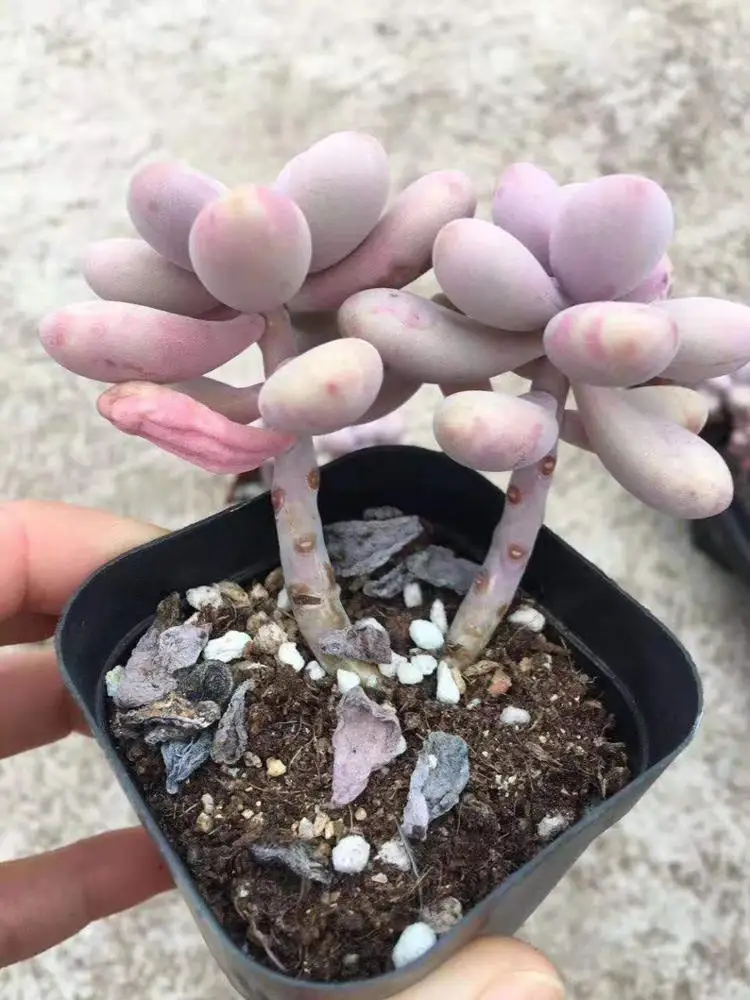 Виноградный аметист, суккулент бонсай, внутреннее украшение