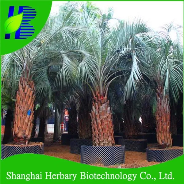 Высококачественные семена вечнозеленого тропического цветка, семена бутии капаты для посадки