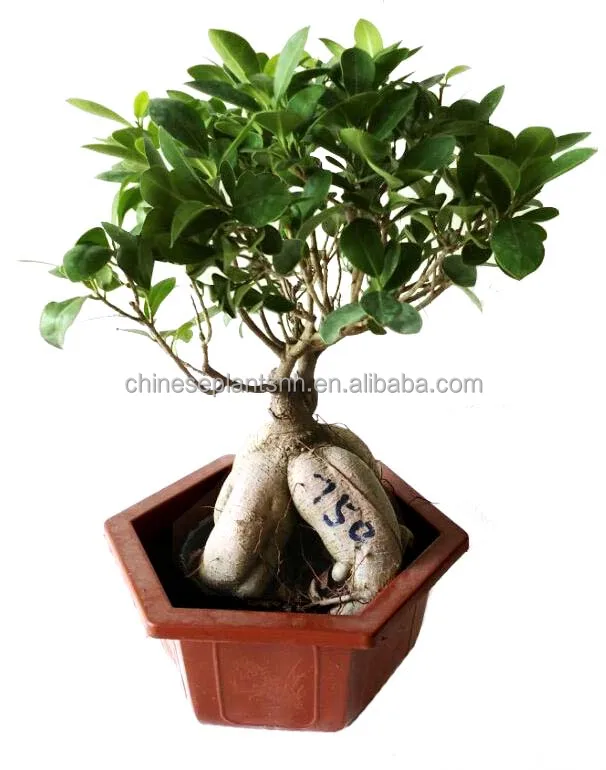750 г женьшень привитый фикус бонсай, Фикус женьшеня, деревья бонсай живое растение комнатное растение