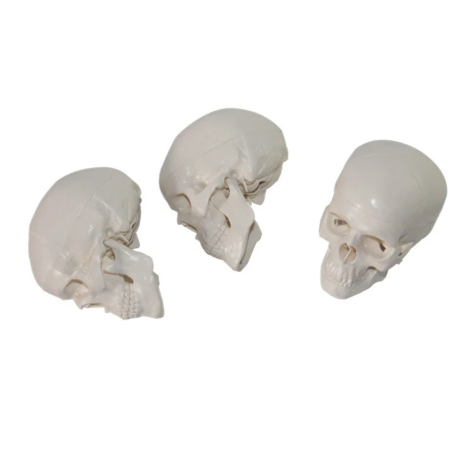 Hot Sale PVC Miniature Anatomical Skull Model for Medical Training for Nurse Education and Medical Science Teaching in Schools